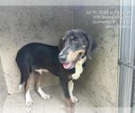 Small Beagle Mix