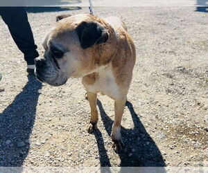 Sweet Pea - Silver Heart - Female Boxer Dog for Adoption - Photo #2