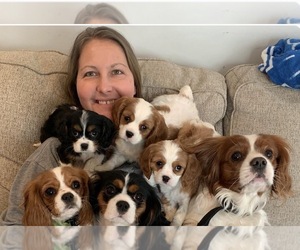 Cavalier King Charles Spaniel Puppy for Sale in TAYLOR, Michigan USA