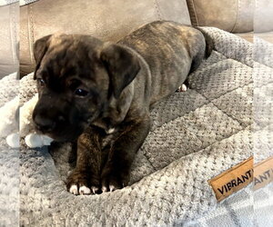 American Staffordshire Terrier-Boxer Mix Dogs for adoption in Holly Springs, NC, USA