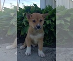Small Photo #11 Shiba Inu Puppy For Sale in EDINA, MO, USA