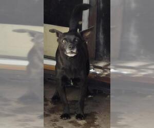 Mutt Dogs for adoption in San Antonio, TX, USA