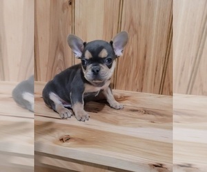 French Bulldog Puppy for sale in INDIANAPOLIS, IN, USA