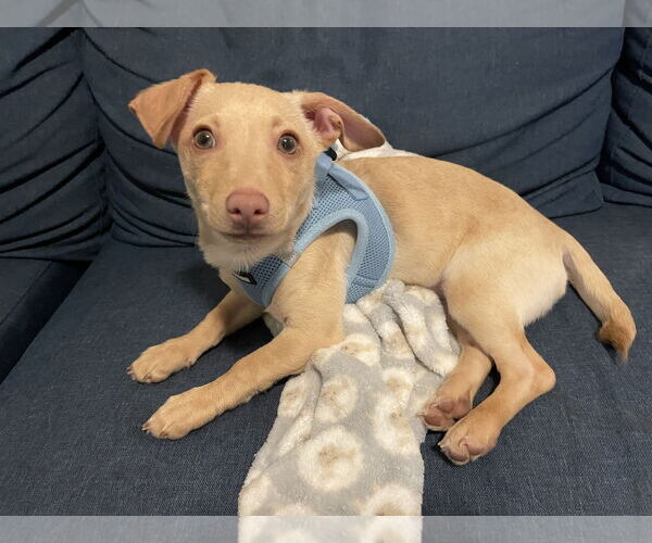 Medium Photo #3 Chihuahua Puppy For Sale in Menifee, CA, USA