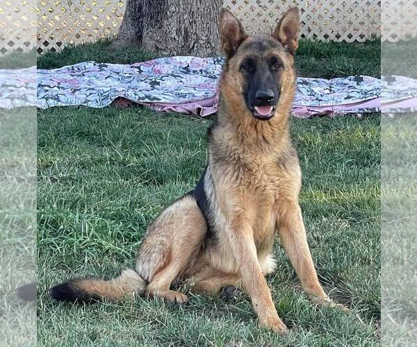 Medium Photo #3 German Shepherd Dog-Unknown Mix Puppy For Sale in La Verne, CA, USA