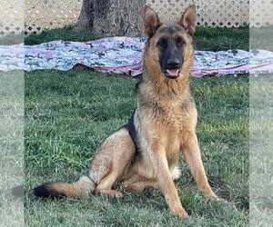 Skye - Female German Shepherd Dog-Unknown Mix Dog for Adoption - Photo #3
