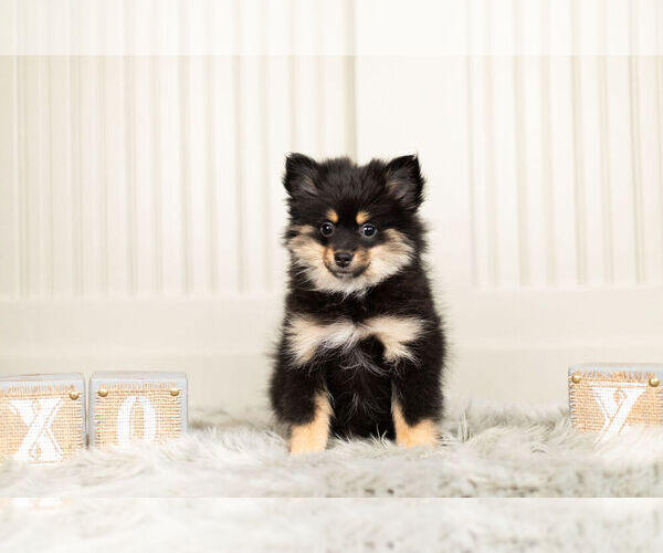 Medium Photo #7 Pomeranian Puppy For Sale in WARSAW, IN, USA