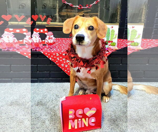 Medium Photo #3 Beagle-Unknown Mix Puppy For Sale in Germantown, OH, USA