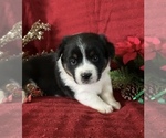 Small Photo #16 Cowboy Corgi Puppy For Sale in MENIFEE, CA, USA