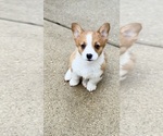 Small #5 Pembroke Welsh Corgi