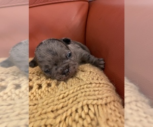 French Bulldog Puppy for sale in VIRGINIA BCH, VA, USA
