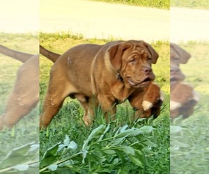 Dogue de Bordeaux Puppy for sale in MONROE, GA, USA