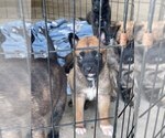 Small Photo #14 Belgian Malinois-Dutch Shepherd Dog Mix Puppy For Sale in MONCLOVA, OH, USA