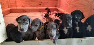 Great Dane Puppy for sale in JC, TN, USA