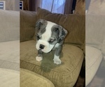 Small Photo #3 Olde English Bulldogge Puppy For Sale in ELYRIA, OH, USA