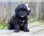 Small #2 Cocker Spaniel-Poodle (Miniature) Mix