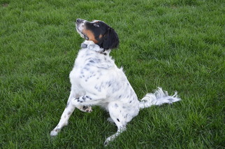 English Setter Puppy for sale in NOBLESVILLE, IN, USA