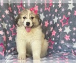 Small Photo #2 Great Pyrenees Puppy For Sale in LAKELAND, FL, USA