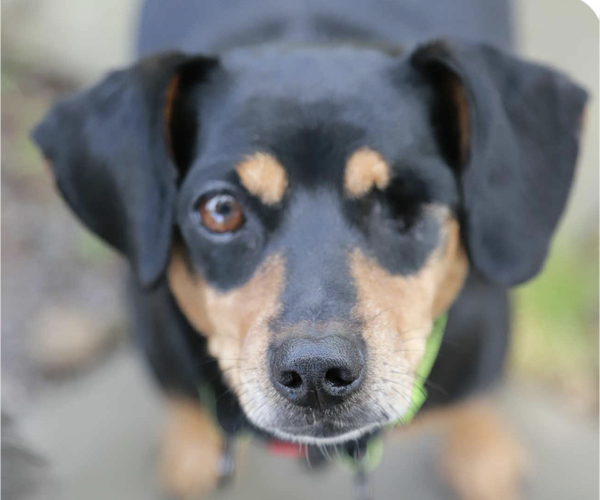 Medium Photo #1 Dachshund Puppy For Sale in San Ramon, CA, USA