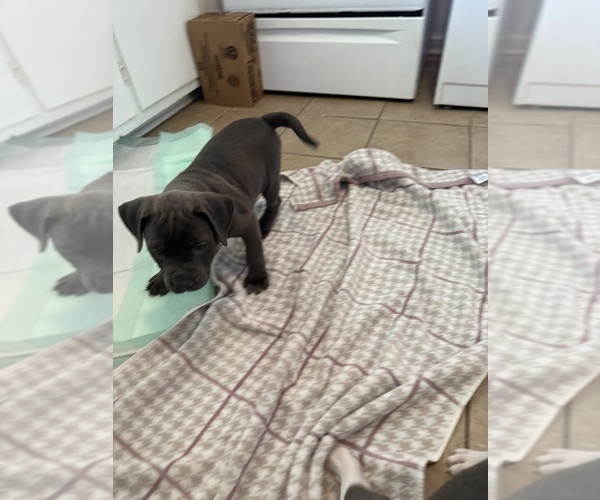 Medium Photo #8 American Pit Bull Terrier-American Staffordshire Terrier Mix Puppy For Sale in CHATTANOOGA, TN, USA