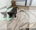 Small #7 American Pit Bull Terrier-American Staffordshire Terrier Mix
