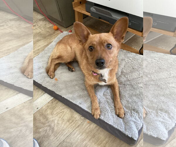 Medium Photo #1 Schipperke-Unknown Mix Puppy For Sale in San Diego, CA, USA