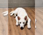 Small #4 Alaskan Husky-German Shepherd Dog Mix