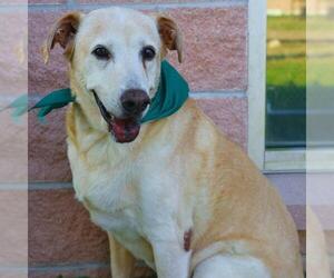 Labrador Retriever-Unknown Mix Dogs for adoption in San Antonio, TX, USA