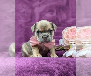 French Bulldog Puppy for sale in QUARRYVILLE, PA, USA