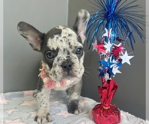 French Bulldog Puppy for sale in VALPARAISO, IN, USA