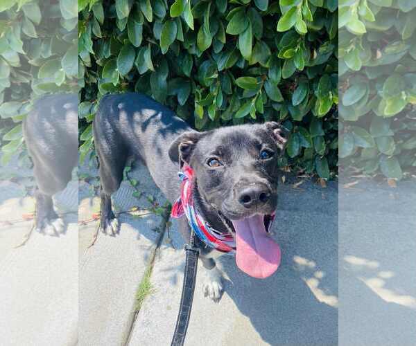 Medium Photo #7 Labrador Retriever-Unknown Mix Puppy For Sale in San Diego, CA, USA