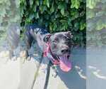 Small #6 Labrador Retriever Mix