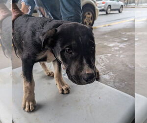 Mutt Dogs for adoption in Chico, CA, USA