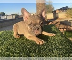 Small #6 French Bulldog