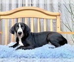 Small Photo #15 Great Dane Puppy For Sale in BIG CANOE, GA, USA