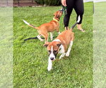 Small #6 Boxer Mix