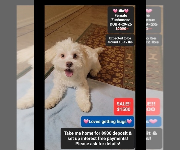 Medium Photo #1 Havanese-Zuchon Mix Puppy For Sale in TUCSON, AZ, USA