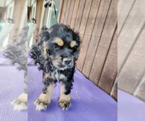 Cocker Spaniel Puppy for sale in KOKOMO, IN, USA