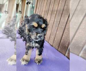 Cocker Spaniel Puppy for sale in KOKOMO, IN, USA