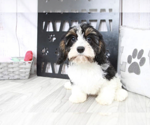 Cavachon Puppy for sale in MARIETTA, GA, USA