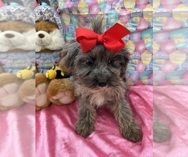 Medium Photo #1 Cavapoo Puppy For Sale in BOLINGBROOK, IL, USA