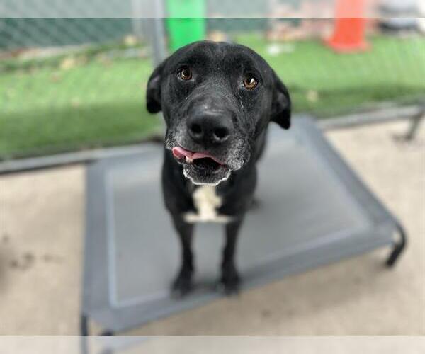 Medium Photo #1 Labrador Retriever-Unknown Mix Puppy For Sale in Chula Vista, CA, USA