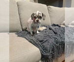 Small #2 Shih Tzu