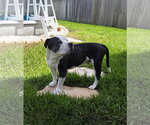 Small #3 Mutt