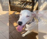 Small #4 Bulldog-Labrador Retriever Mix