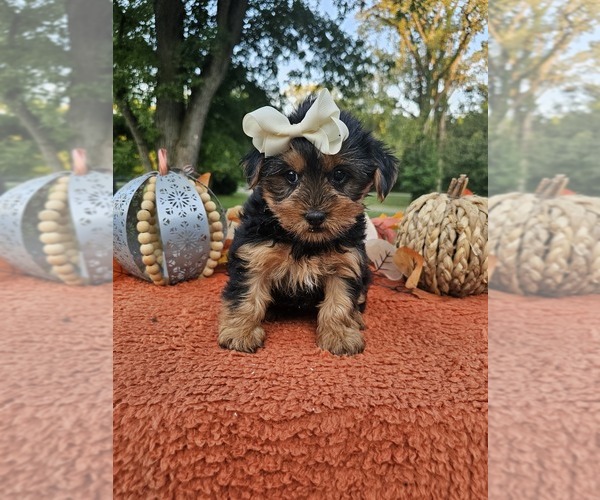 Medium Photo #5 Yorkshire Terrier Puppy For Sale in INDIANAPOLIS, IN, USA
