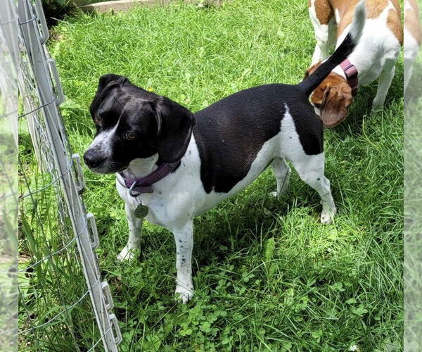 Medium Photo #3 Beagle-Unknown Mix Puppy For Sale in Crystal, MN, USA