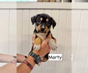Mutt Dogs for adoption in Gilberts, IL, USA
