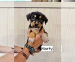 Small Mutt