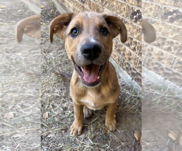 Medium Photo #2 Shepradors Puppy For Sale in McKinney, TX, USA